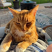 Omalley is registered to the contest to win money with this photo: cat, orange_tabby, pet, lap, outdoor, patio, fence, chair, table, cushion, sunlight, relaxed, grass, sky, flower_pot, umbrella, pavement, backyard, person, clothing