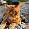 cat, orange_tabby, pet, lap, outdoor, patio, fence, chair, table, cushion, sunlight, relaxed, grass, sky, flower_pot, umbrella, pavement, backyard, person, clothing