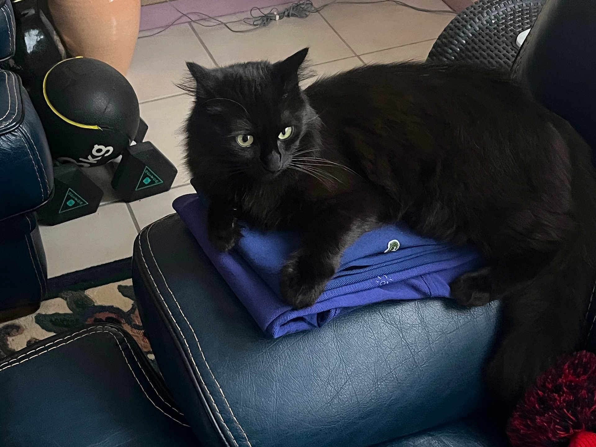 Morphée a rejoint le concours — aidez-le/la à gagner de superbes lots ! black_cat, cat, pet, feline, indoor, leather_furniture, folded_clothes, blue_shirt, weights, exercise_equipment, floor_tiles, rug, whiskers, relaxed, resting, animal, home, cozy, domestic, fur