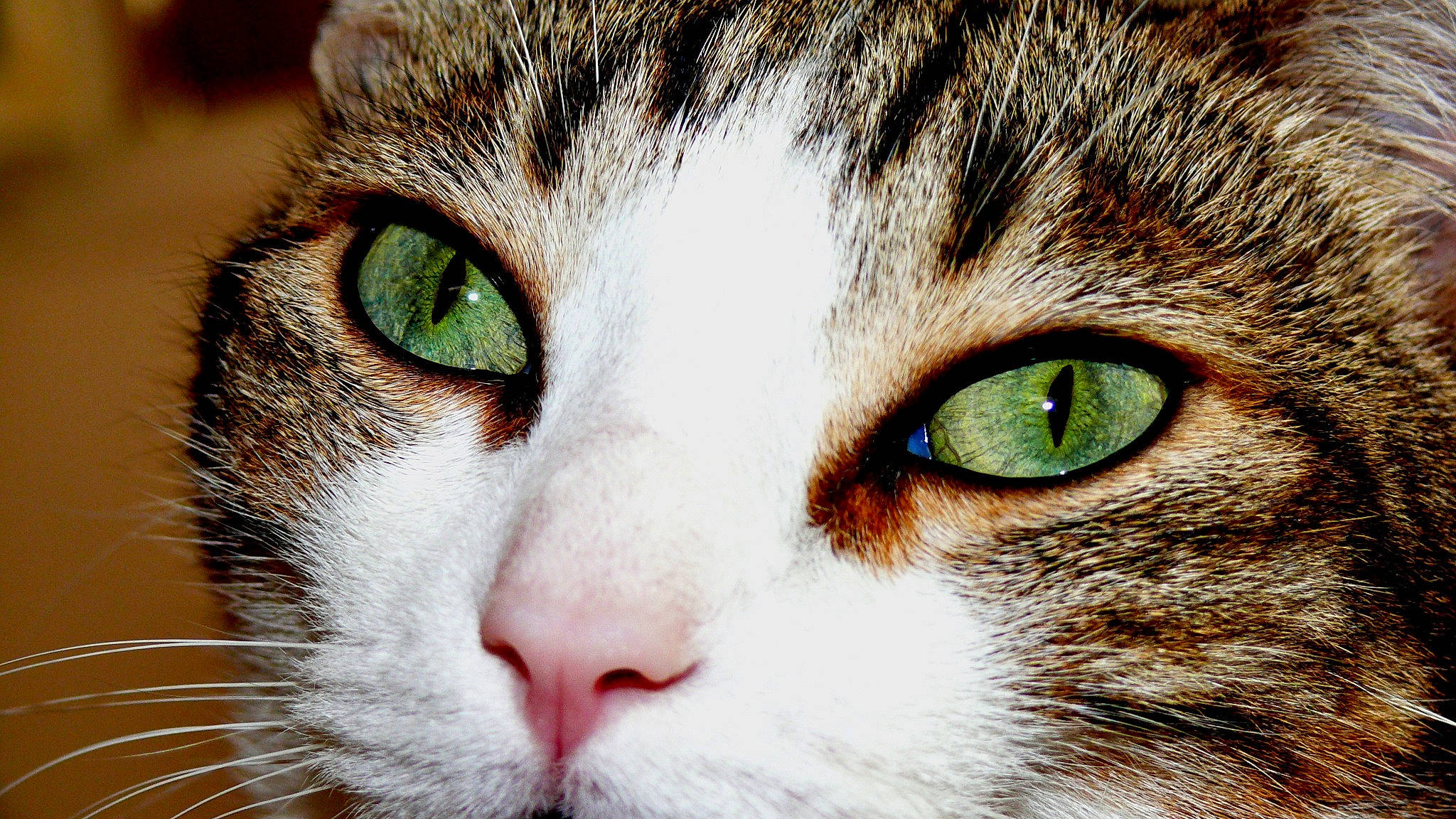 Eragon participe au concours pour gagner de l'argent avec cette photo : aegean_cat, american_wirehair, asian, carnivore, cat, close_up, domestic_short_haired_cat, european_shorthair, eye, felidae, fur, iris, mammal, nose, organ, photography, small_to_medium_sized_cats, snout, tabby_cat, whiskers