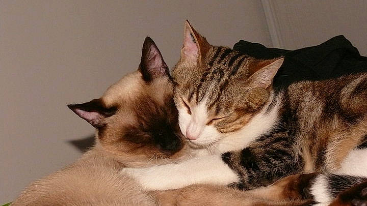 Eragon a rejoint le concours — aidez-le/la à gagner de superbes lots ! aegean_cat, american_shorthair, american_wirehair, asian, carnivore, cat, domestic_short_haired_cat, dragon_li, ear, european_shorthair, fawn, felidae, fur, kitten, mammal, small_to_medium_sized_cats, sokoke, tabby_cat, thai, whiskers