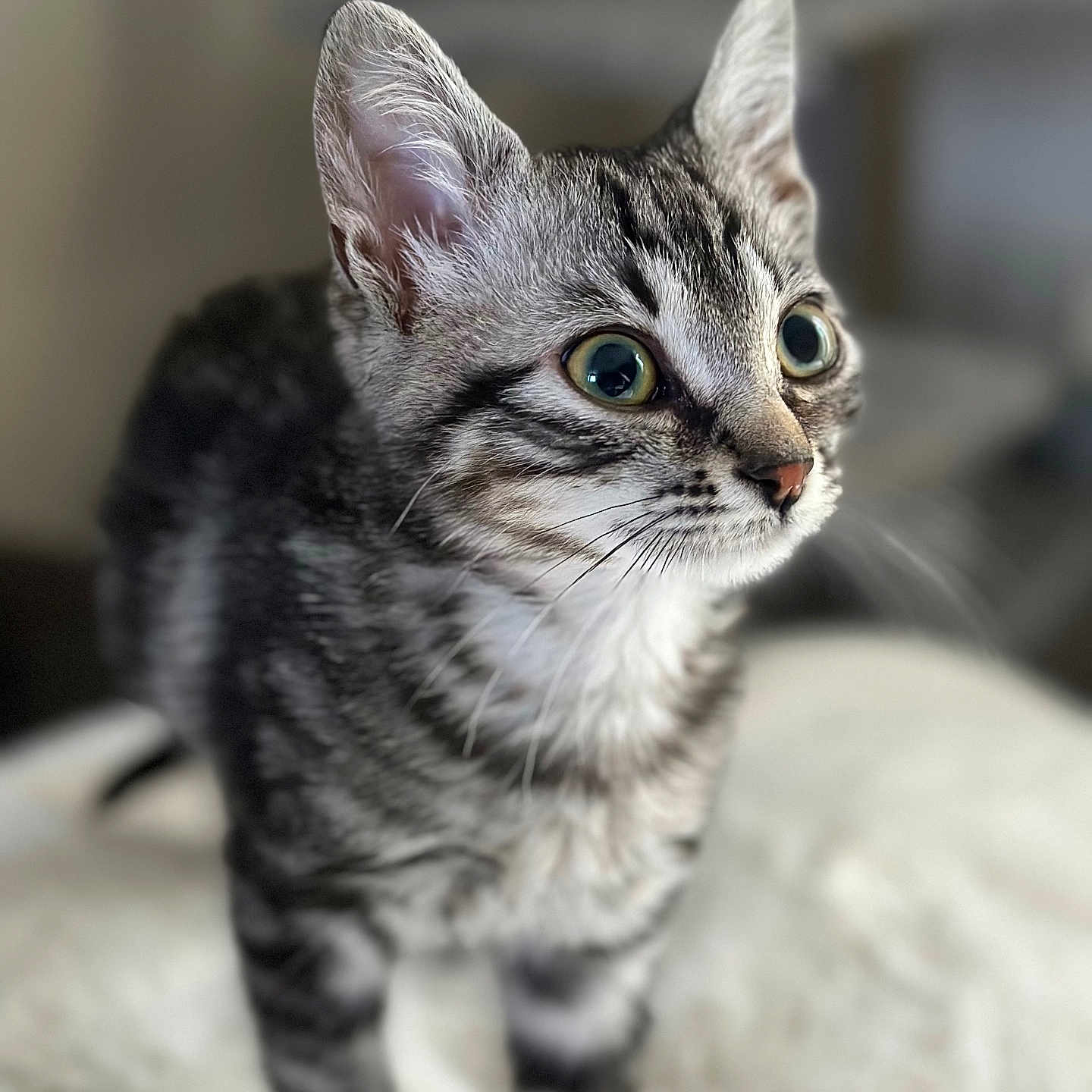 Nala a rejoint le concours — aidez-le/la à gagner de superbes lots ! animal, blurred_background, cat, closeup, cozy, curious, cute, domestic, ears, eyes, feline, fur, indoor, kitten, pet, soft, standing, tabby, whiskers, young