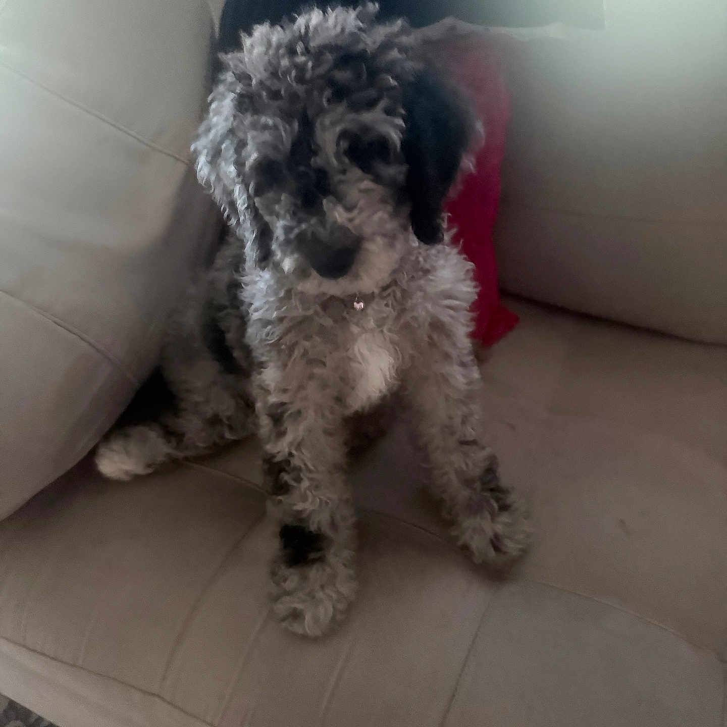 Fendi Rose is registered to the contest to win money with this photo: animal, beige, comfort, companion, couch, cozy, curly_hair, cute, dog, domestic, fluffy, fur, home, indoor, living_room, pet, pillow, relaxed, sitting, window
