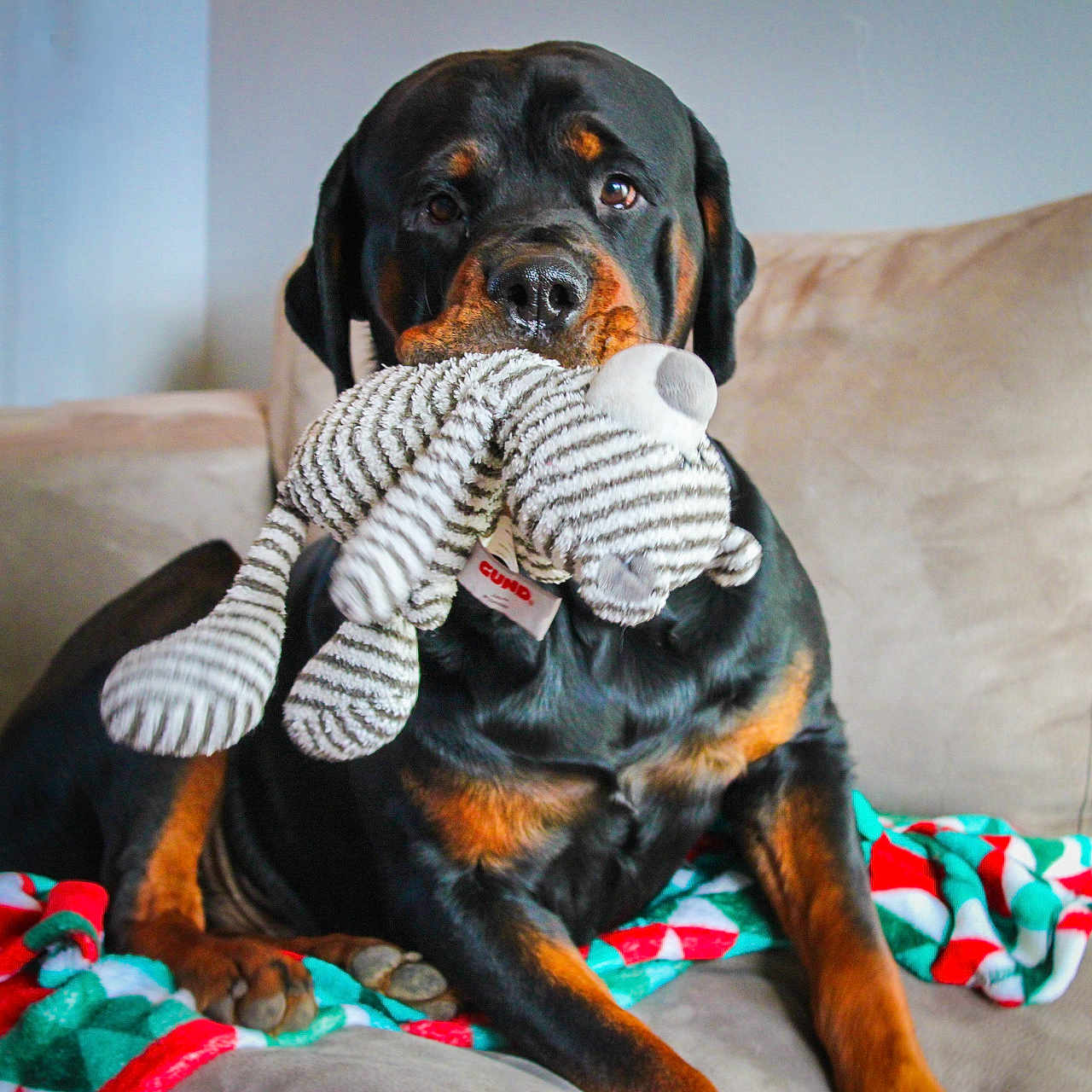 Bear joined the competition — help win amazing prizes! animal, beagle, blanket, bulldog, canine, clothing, cockerspaniel, couch, cushion, dog, furniture, glove, homedecor, hound, labradorretriever, linen, pet, pointer, puppy, snout