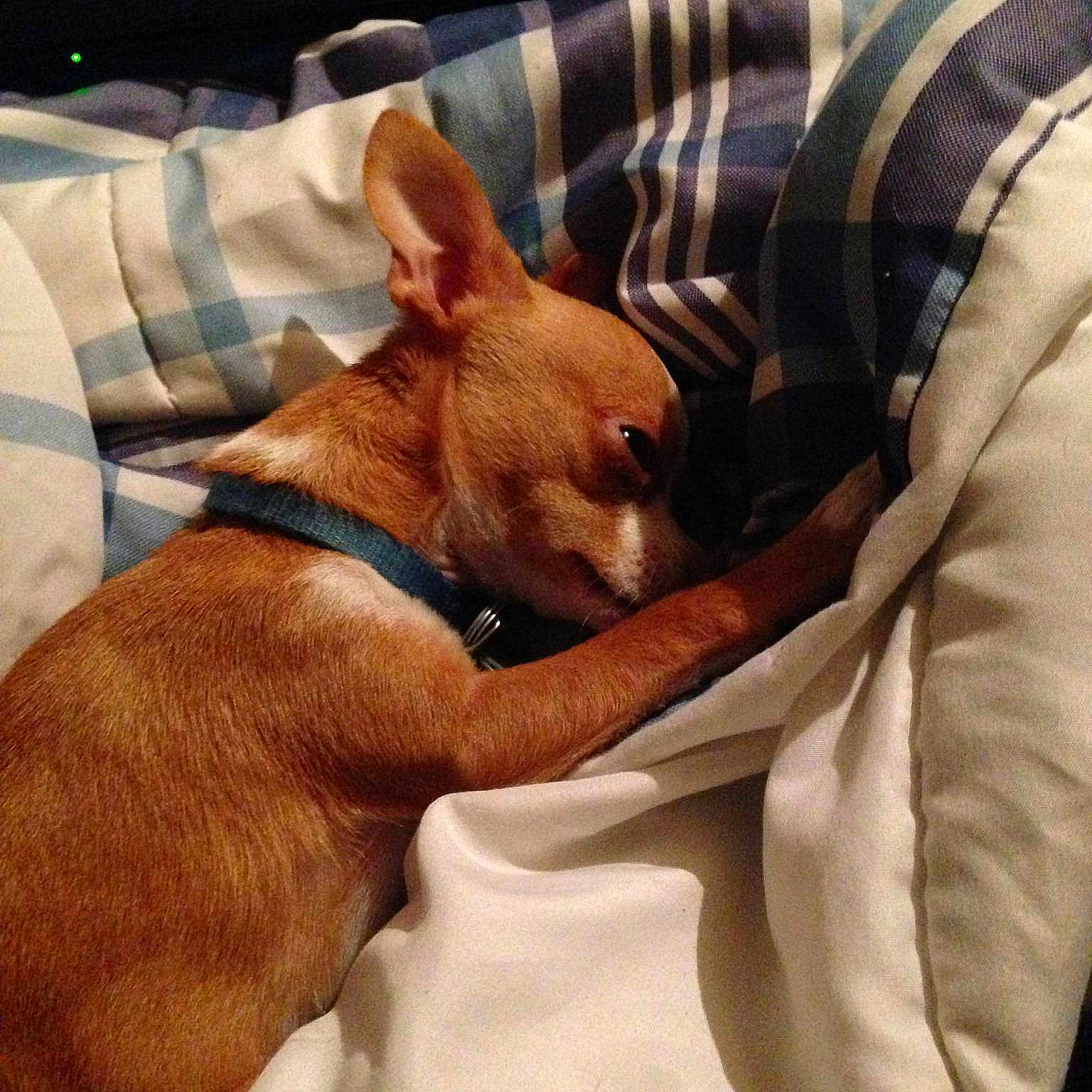 Punky joined the competition — help win amazing prizes!