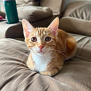 Birdie is registered to the contest to win money with this photo: cat, close_up, couch, cozy, curious, domestic_animal, ears, eyes, fur, furniture, home, indoor, kitten, orange_tabby, pet, relaxed, resting, sitting, soft, whiskers