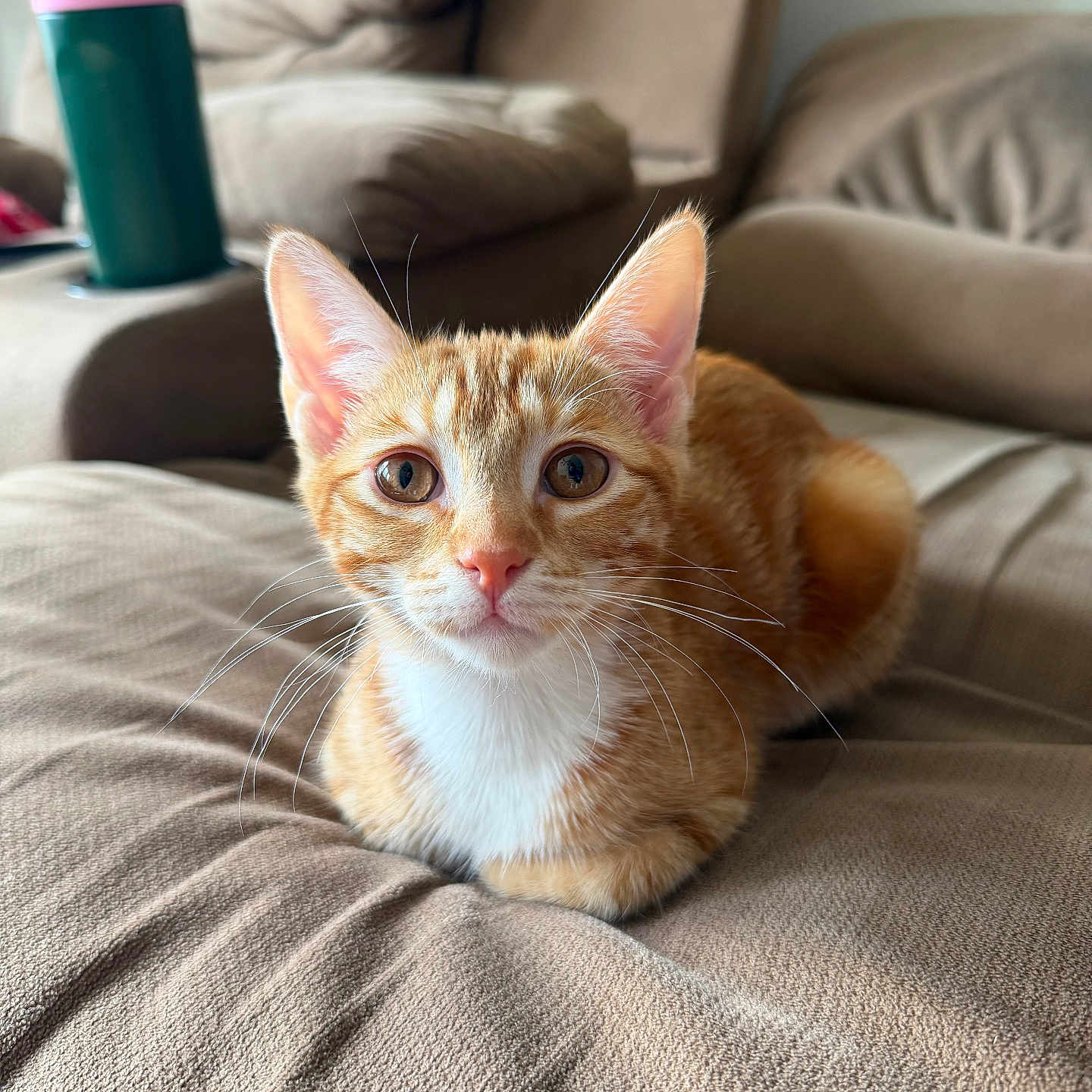 Birdie is registered to the contest to win money with this photo: cat, close_up, couch, cozy, curious, domestic_animal, ears, eyes, fur, furniture, home, indoor, kitten, orange_tabby, pet, relaxed, resting, sitting, soft, whiskers