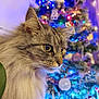 animal, blurred_background, cat, christmas_tree, closeup, cozy, decorations, ears, feline, festive, fluffy, holiday, indoor, lights, long_hair, ornaments, pet, side_profile, soft_light, whiskers