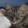 animal, blanket, cat, close_up, cozy, cute, ears, face, feline, fur, gray_fur, indoor, mammal, pet, relaxed, resting, sleepy, soft_texture, tabby, whiskers