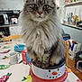 bowl, cat, chair, container, cozy, domestic, fluffy, fruit_pattern, indoor, kitchen, long_hair, mug, pet, sitting, snowman_face, spoon, stacked_tins, table, tablecloth, utensils