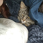 Zaz a rejoint le concours — aidez-le/la à gagner de superbes lots ! animal, blanket, blue_fabric, cat, closeup, comfort, cozy, domestic, feline, fur, indoor, nap, person_partial, pet, resting, sleepy, soft_texture, tabby, warm, whiskers