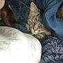 animal, blanket, blue_fabric, cat, closeup, comfort, cozy, domestic, feline, fur, indoor, nap, person_partial, pet, resting, sleepy, soft_texture, tabby, warm, whiskers