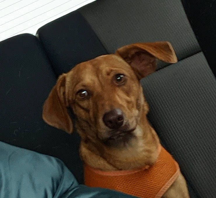 Frankie joined the competition — help win amazing prizes! canidae, carnivore, collar, comfort, companion_dog, dog, dog_breed, dog_collar, dog_supply, fawn, gun_dog, liver, pet_supply, retriever, snout, sporting_group, tan, whiskers, working_animal, working_dog