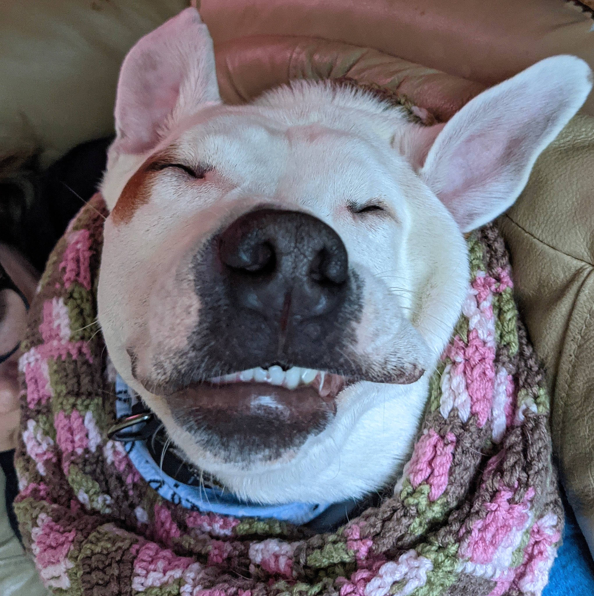 Apollo joined the competition — help win amazing prizes! canidae, carnivore, companion_dog, dog, dog_breed, fawn, guard_dog, jaw, pink, purple, snout, sporting_group, tongue, violet, whiskers, working_animal, working_dog