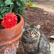 Emerald joined the competition — help win amazing prizes! animal, cat, close_up, concrete, daylight, droplets, feline, flower_pot, fresh, fur, garden, green_leaves, mulch, nature, outdoor, pet, plant, red_flowers, sitting, tabby_cat