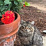 animal, cat, close_up, concrete, daylight, droplets, feline, flower_pot, fresh, fur, garden, green_leaves, mulch, nature, outdoor, pet, plant, red_flowers, sitting, tabby_cat