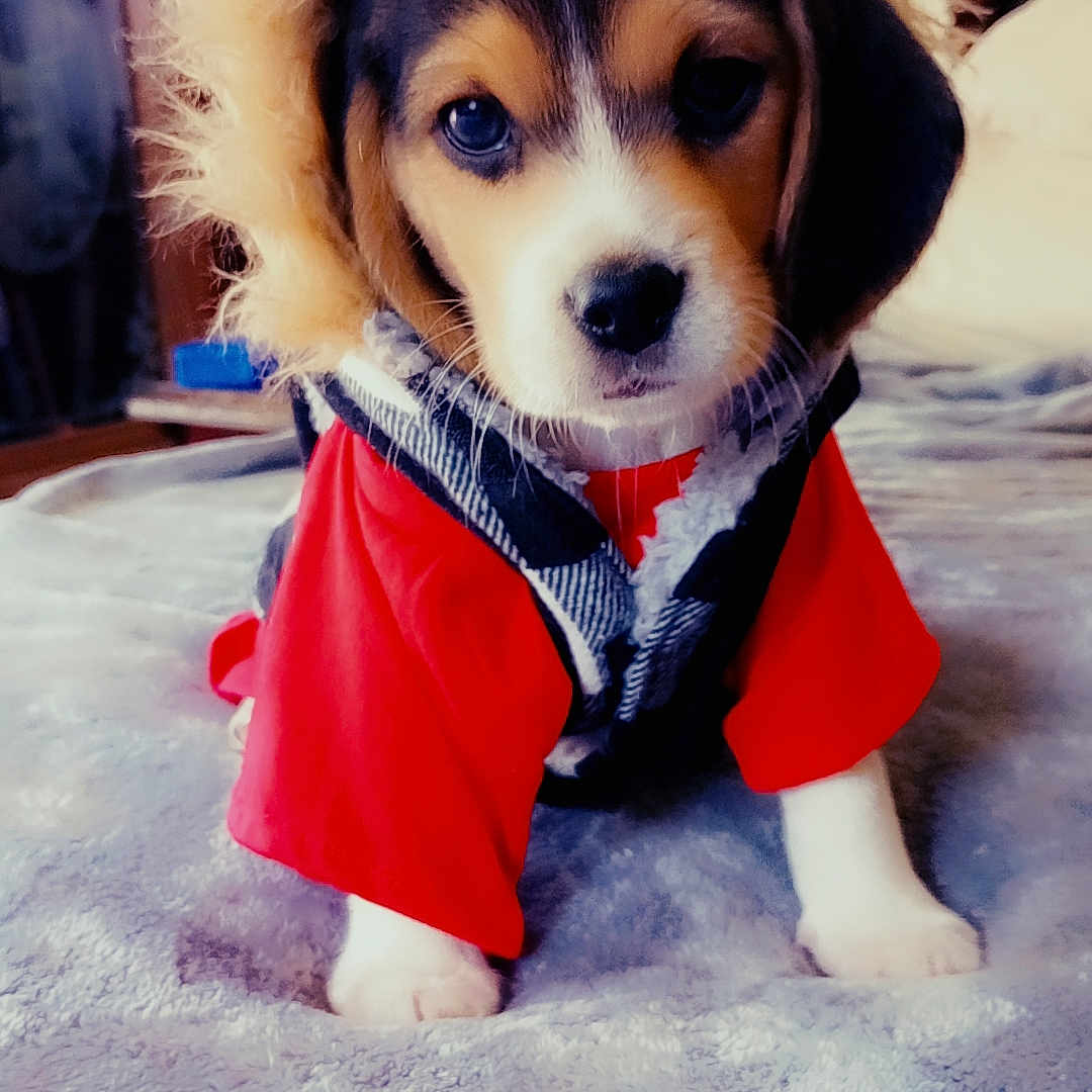 Oakley joined the competition — help win amazing prizes! animal, bedroom, blanket, clothing, cozy, cute, dog, domestic_animal, fur, fur_clothing, hood, indoors, looking_at_camera, pet, portrait, puppy, red_sleeves, small, soft_texture, young_dog