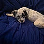 dog, puppy, blanket, bed, blue, spotted_fur, resting, cozy, pet, animal, fur, portrait, indoors, looking_at_camera, ears, nose, paws, comforter, cute, lying_down