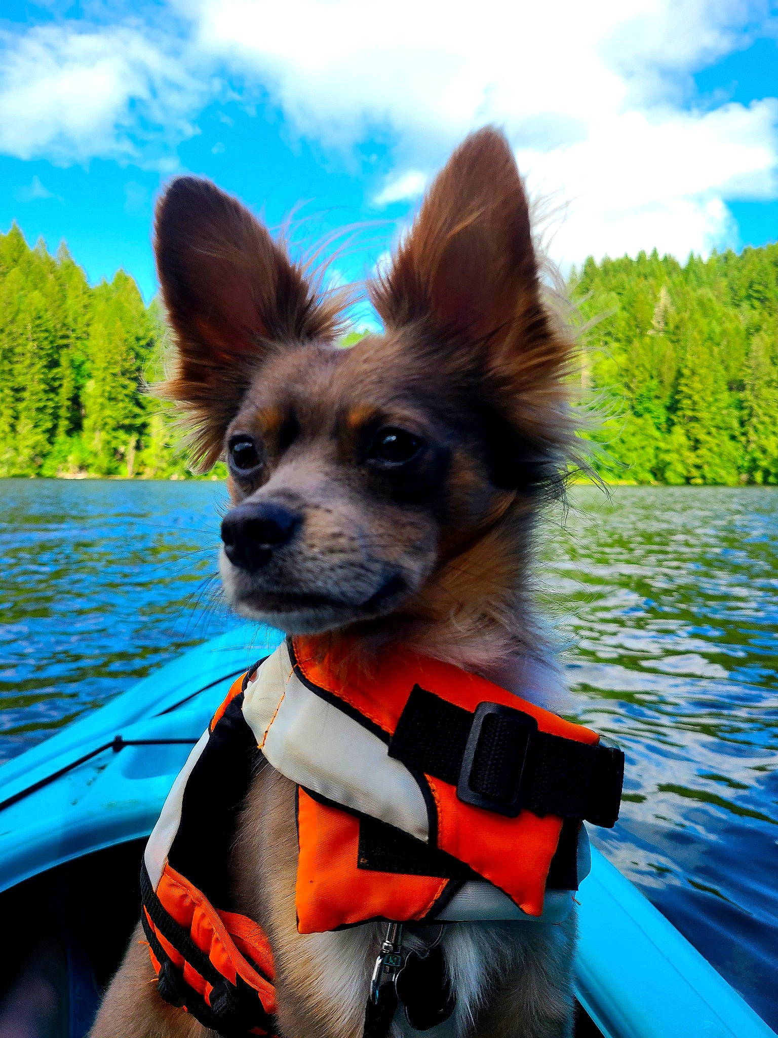 Bambii joined the competition — help win amazing prizes! boat, boats_and_boating_equipment_and_supplies, carnivore, cloud, collar, companion_dog, dog, dog_breed, dog_supply, fawn, lake, plant, recreation, sky, snout, toy_dog, travel, tree, water, working_animal