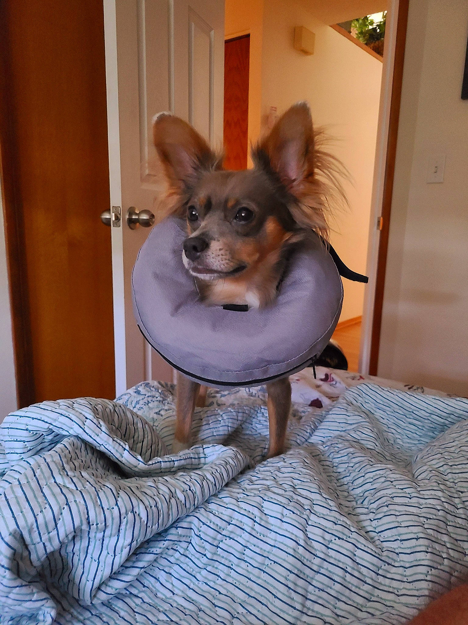 Bambii joined the competition — help win amazing prizes! canidae, carnivore, comfort, companion_dog, couch, dog, dog_breed, dog_supply, door, fawn, flooring, fur, pet_supply, sitting, snout, sporting_group, tail, toy_dog, whiskers, working_animal