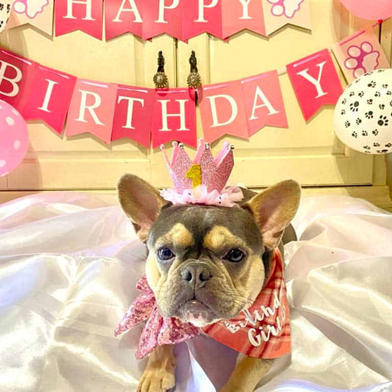 Nola is registered to the contest to win money with this photo: animal, balloon, bostonbull, boxer, bulldog, canine, clothing, dog, envelope, frenchbulldog, fun, greetingcard, hat, mail, party, people, person, pet, puppy, text