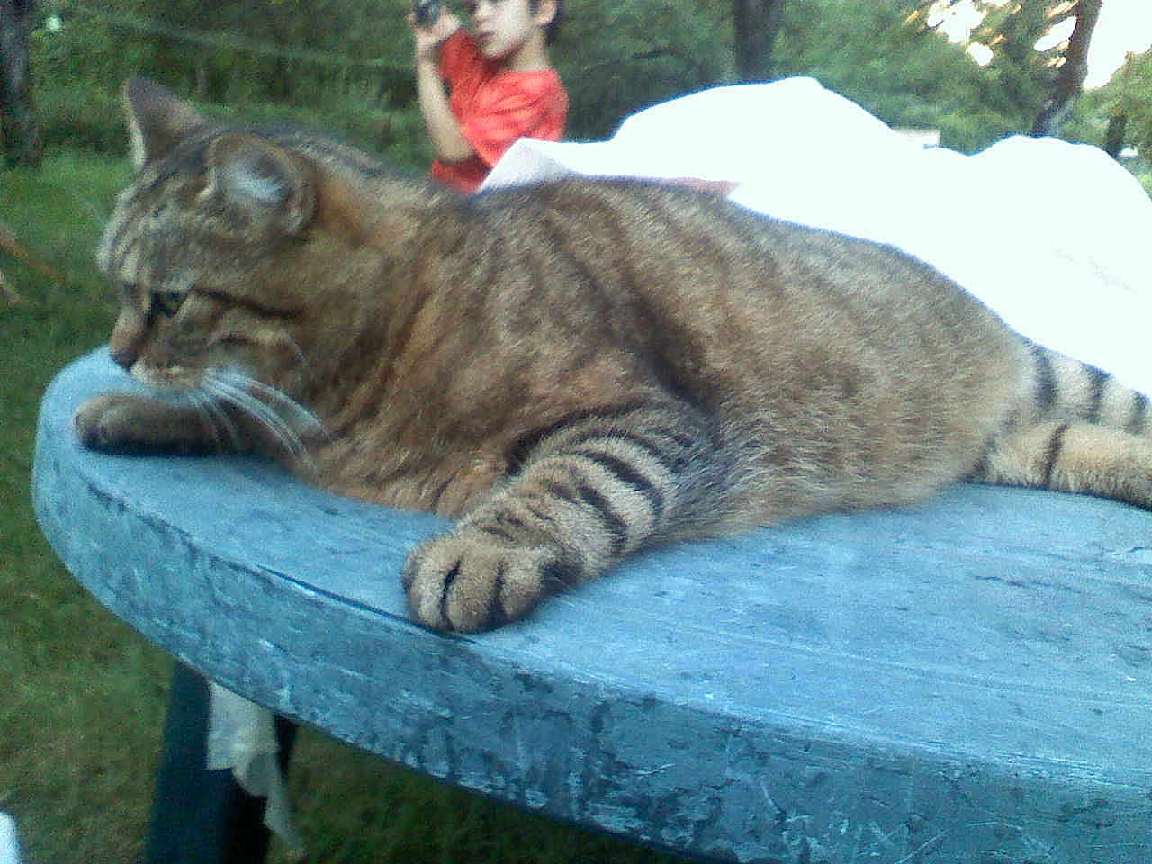 Chipie