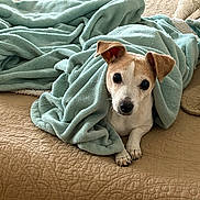 Elli joined the competition — help win amazing prizes! animal, bed, blanket, canine, comfort, cozy, curious, cute, dog, ears, fur, indoor, looking, paw, pet, quilt, relaxation, resting, small_dog, soft