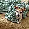 animal, bed, blanket, canine, comfort, cozy, curious, cute, dog, ears, fur, indoor, looking, paw, pet, quilt, relaxation, resting, small_dog, soft