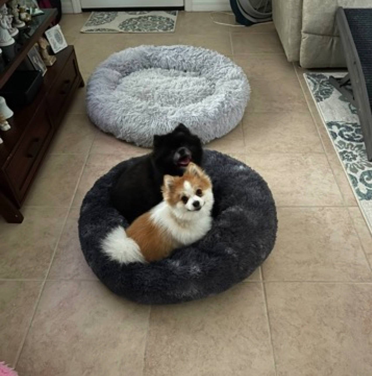 Bijou is registered to the contest to win money with this photo: carnivore, comfort, companion_dog, couch, dog, dog_bed, dog_breed, dog_supply, felidae, floor, flooring, grey, hardwood, living_room, pet_supply, small_to_medium_sized_cats, tail, terrestrial_animal, whiskers, wood