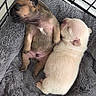 puppies, dogs, sleeping, napping, small_dogs, newborn, cuddling, cozy, pet_bed, blanket, fluffy, brown_dog, white_dog, indoor, kennel, resting, cute, animal, companion, adorable