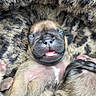 Ebony joined the competition — help win amazing prizes! puppy, dog, newborn, litter, sleeping, cute, furry, brown_fur, black_fur, close_up, animal, pet, tongue, nose, paws, cuddling, resting, blanket, littermates, portrait