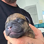 Ebony joined the competition — help win amazing prizes! puppy, dog, sleeping, wrinkled, short_snout, brown, gray, animal, pet, cradled, human, beard, hand, tattoo, close_up, portrait, indoors, cute, relaxed, snout