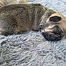 Ebony joined the competition — help win amazing prizes! puppy, dog, sleeping, sleepy, animal, pet, fur, brown_fur, black_markings, curled_up, lying_down, blanket, fluffy_blanket, indoors, close_up, resting, cute, adorable, nap, portrait