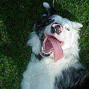 Iban a rejoint le concours — aidez-le/la à gagner de superbes lots !