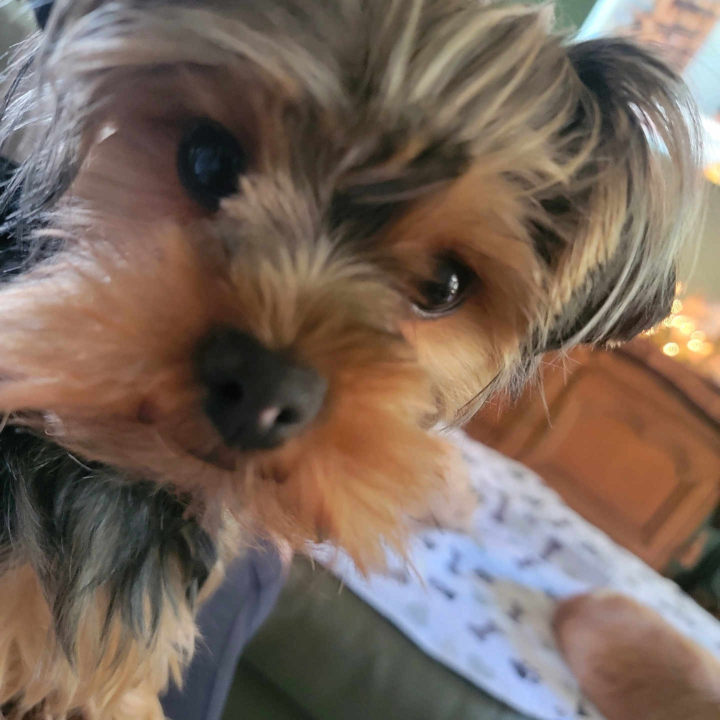 Nola is registered to the contest to win money with this photo: adult, affenpinscher, animal, boy, canine, child, cockerspaniel, couch, dog, face, female, furniture, head, male, person, pet, poodle, puppy, terrier, woman