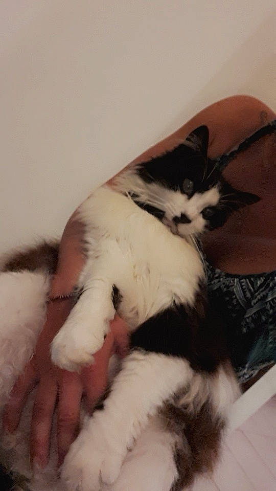 Zizou a rejoint le concours — aidez-le/la à gagner de superbes lots ! canidae, carnivore, cat, claw, comfort, companion_dog, dog_breed, domestic_short_haired_cat, felidae, foot, fur, gesture, human_leg, nap, paw, small_to_medium_sized_cats, snout, tail, thigh, whiskers