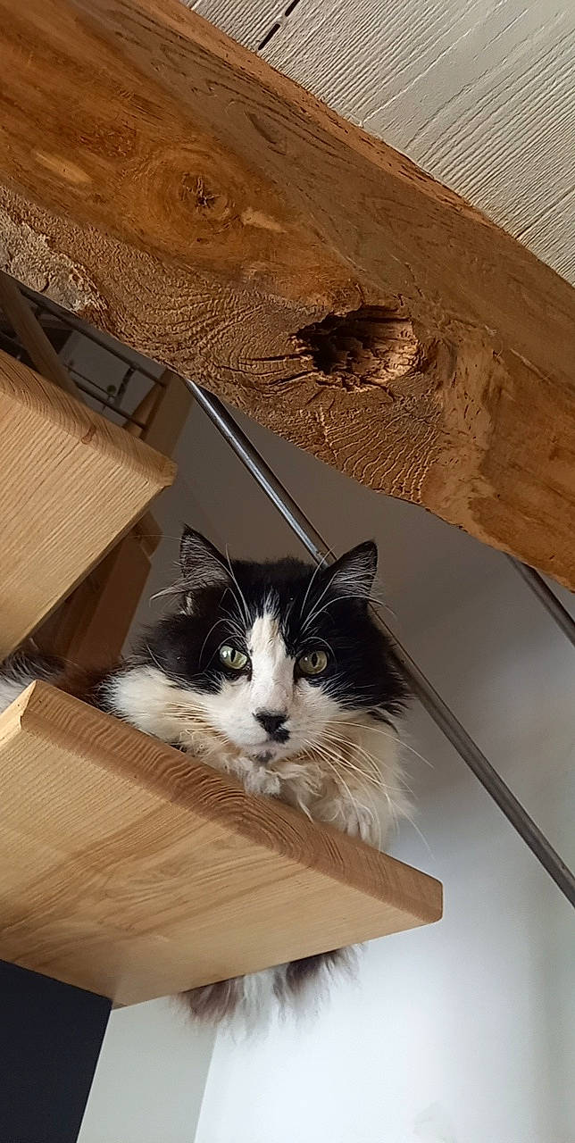 Zizou participe au concours pour gagner de l'argent avec cette photo : box, cardboard, carnivore, carton, cat, domestic_short_haired_cat, felidae, flooring, fur, hardwood, packaging_and_labeling, paper, paper_product, pet_supply, plywood, shipping_box, small_to_medium_sized_cats, snout, whiskers, wood