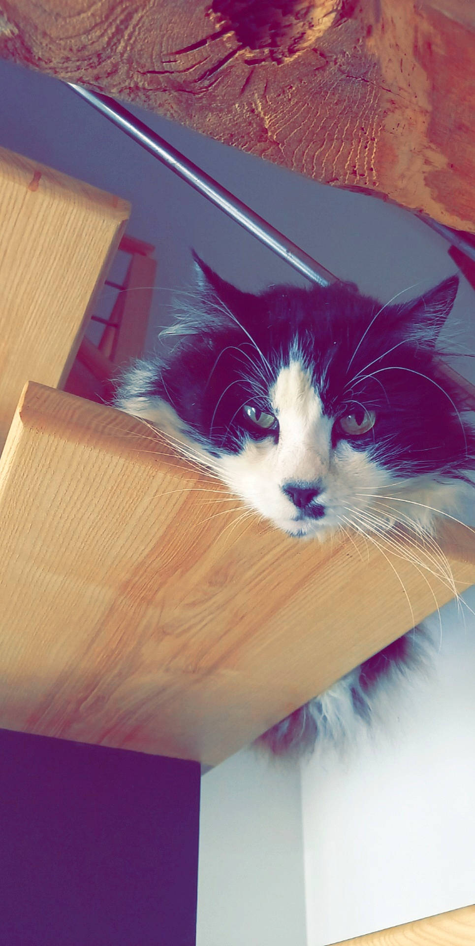 Zizou a rejoint le concours — aidez-le/la à gagner de superbes lots ! box, cardboard, carnivore, cat, domestic_short_haired_cat, electric_blue, felidae, fur, hardwood, lap, packaging_and_labeling, paw, shipping_box, small_to_medium_sized_cats, tail, tints_and_shades, whiskers, window, wood, wood_stain