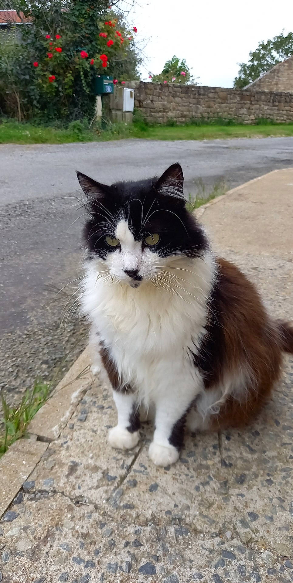 Zizou a rejoint le concours — aidez-le/la à gagner de superbes lots ! art, asphalt, carnivore, cat, domestic_short_haired_cat, eye, felidae, foot, fur, grass, paw, plant, road_surface, sitting, small_to_medium_sized_cats, snout, tail, terrestrial_animal, tree, whiskers