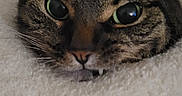 Mimi joined the competition — help win amazing prizes! animal, blanket, cat, close_up, cozy, cute, domestic_animal, eyes, face, fang, fur, furry, head, indoor, pet, portrait, resting, sleepy, tabby_cat, whiskers