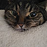 Mimi joined the competition — help win amazing prizes! animal, blanket, cat, close_up, cozy, cute, domestic_animal, eyes, face, fang, fur, furry, head, indoor, pet, portrait, resting, sleepy, tabby_cat, whiskers