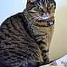 cat, tabby, green_eyes, pet, animal, fur, whiskers, collar, indoor, bedspread, floral_pattern, curious, sitting, close_up, domestic_cat, feline, cute, striped, portrait, house_pet