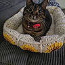 Mimi joined the competition — help win amazing prizes! animal, bell, cat, collar, cozy, crocheted_basket, cute, digital_clock, furniture, gray_couch, indoor, looking_at_camera, pet, plant, portrait, red_tag, relaxed, tabby_cat, white, yellow