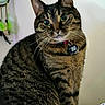 Mimi joined the competition — help win amazing prizes! animal, bed, blanket, cat, closeup, collar, curious, cute, domestic, dreamcatcher, ears, eyes, feline, fur, indoor, pet, portrait, sitting, tabby, whiskers