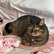 Mimi joined the competition — help win amazing prizes! animal, bedspread, blanket, cat, comfort, cozy, cute, domestic, feline, fur, green_eyes, indoor, lying_down, pet, pink, relaxed, resting, soft, tabby, whiskers