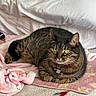 animal, bedspread, blanket, cat, comfort, cozy, cute, domestic, feline, fur, green_eyes, indoor, lying_down, pet, pink, relaxed, resting, soft, tabby, whiskers