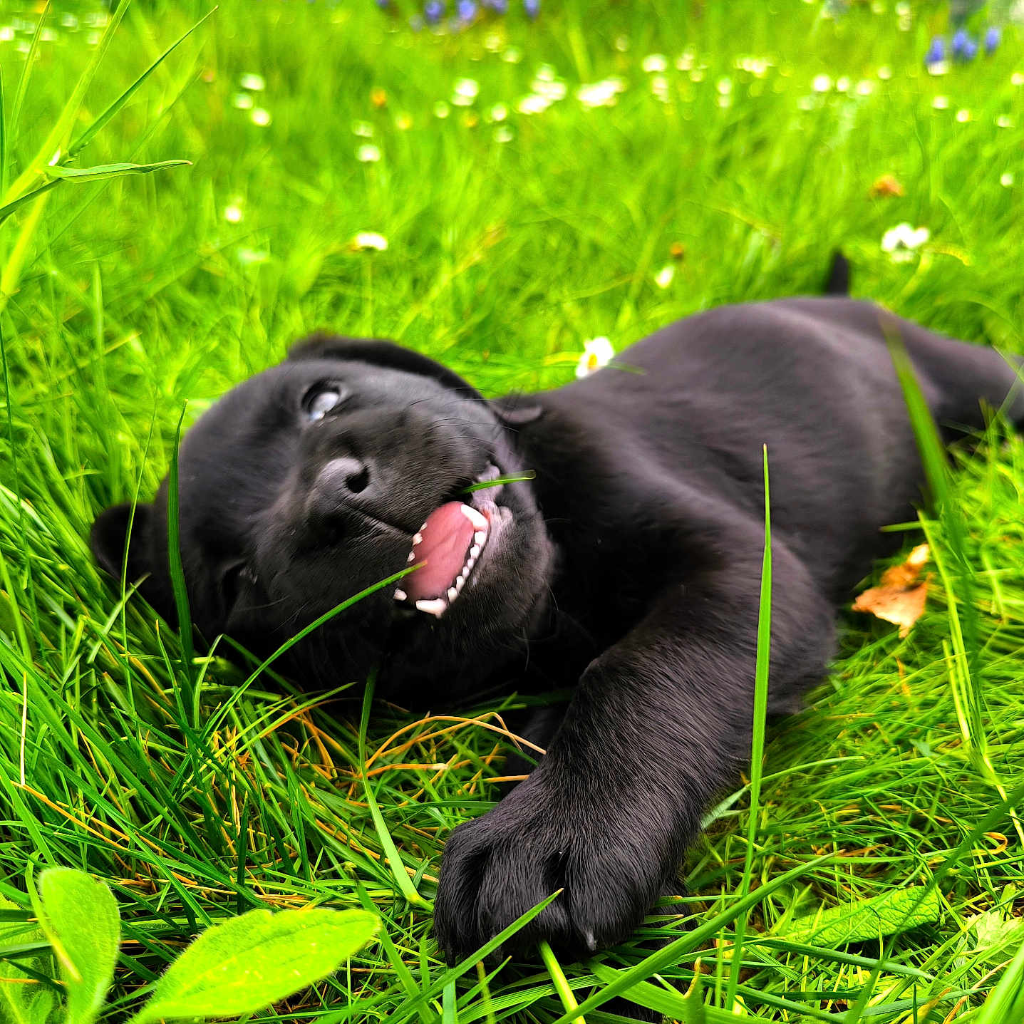 Azumi participe au concours pour gagner de l'argent avec cette photo : animal, black_dog, canine, chewing, cute, flora, grass, greenery, happy, lying_down, meadow, nature, outdoor, pet, playful, puppy, relaxing, summer, tongue_out, young_dog
