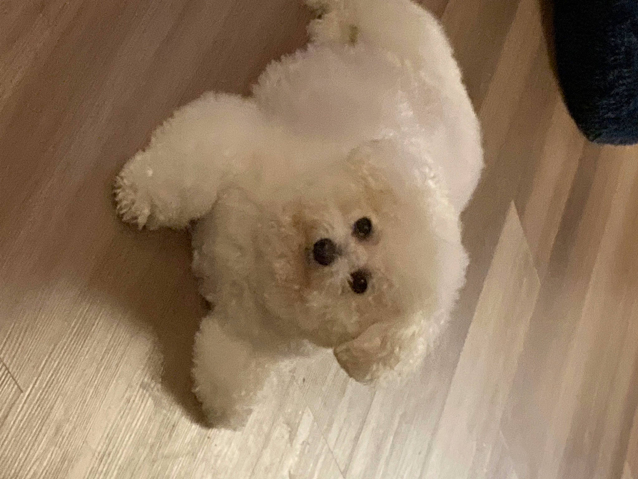 Einstein joined the competition — help win amazing prizes! canidae, comfort_food, companion_dog, dog_breed, fur, hardwood, non_sporting_group, snout, stuffed_toy, teddy_bear, toy, toy_dog, wood