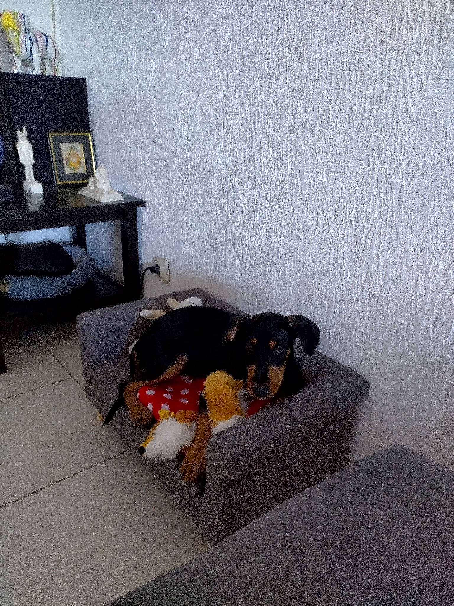 Tiago a rejoint le concours — aidez-le/la à gagner de superbes lots ! building, canidae, carnivore, comfort, companion_dog, dog, dog_breed, floor, flooring, hardwood, home, house, interior_design, laptop, living_room, room, sporting_group, studio_couch, table, wood