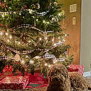 Lucy joined the competition — help win amazing prizes! dog, christmas_tree, lights, gift, carpet, decorations, ribbon, ornaments, holiday, indoor, festive, wrapped_presents, brown_dog, fur, relaxed, cozy, home, floor, wall, switch